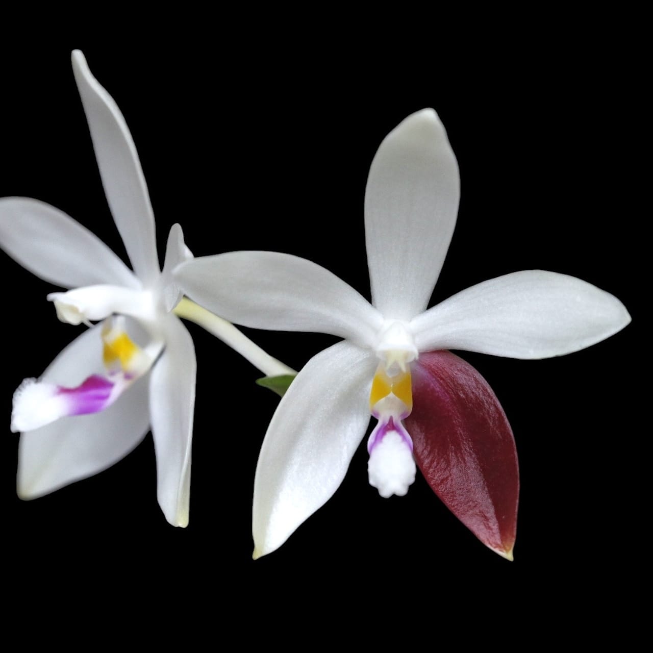 Phalaenopsis tetraspis 'C2'