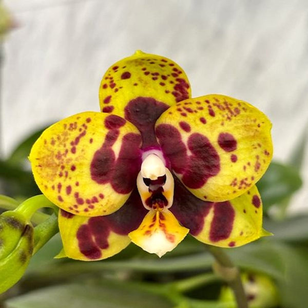 Phalaenopsis (Lioulin Goldfinch × Princess Kaiulani) '1445'