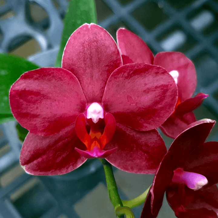 Phalaenopsis Allura 'Shiraz'