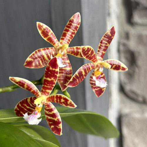 Phalaenopsis Almanis '3045' (mannii × tetraspis)