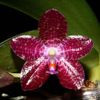 Phalaenopsis Auspice Green Lake 'Prince'