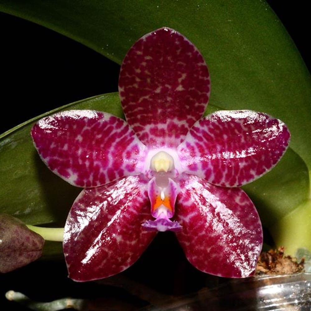 Phalaenopsis Auspice Green Lake 'Prince'