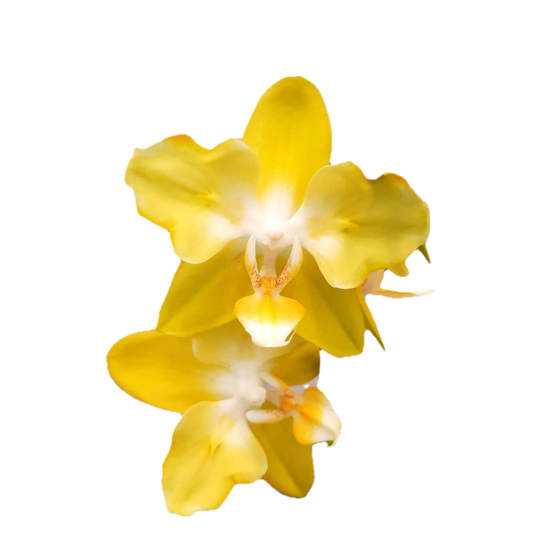 Phalaenopsis I-Hsin Beaming Sun (peloric - butterfly)