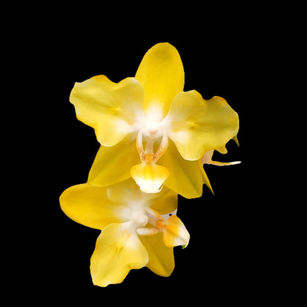  Phalaenopsis I-Hsin Beaming Sun (peloric - butterfly)