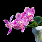 Phalaenopsis Caribbean Sunset × minus (peloric)