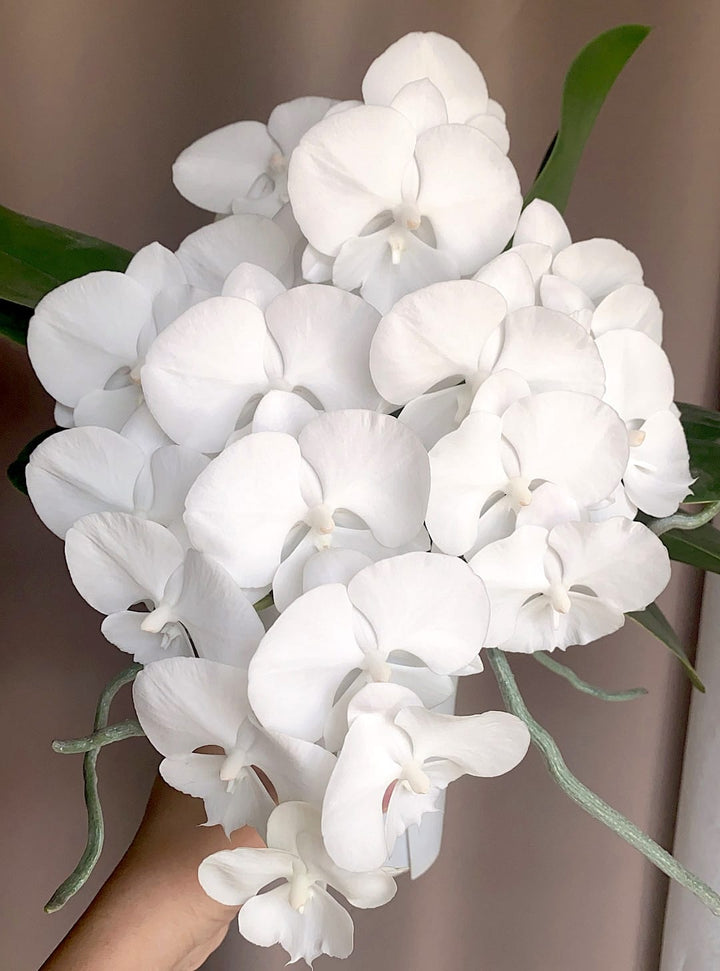 Phalaenopsis Charming Crystal Water '1287'