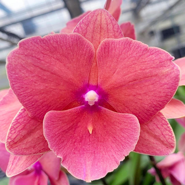 Phalaenopsis Charming Salmon '1320' (Big Lip)