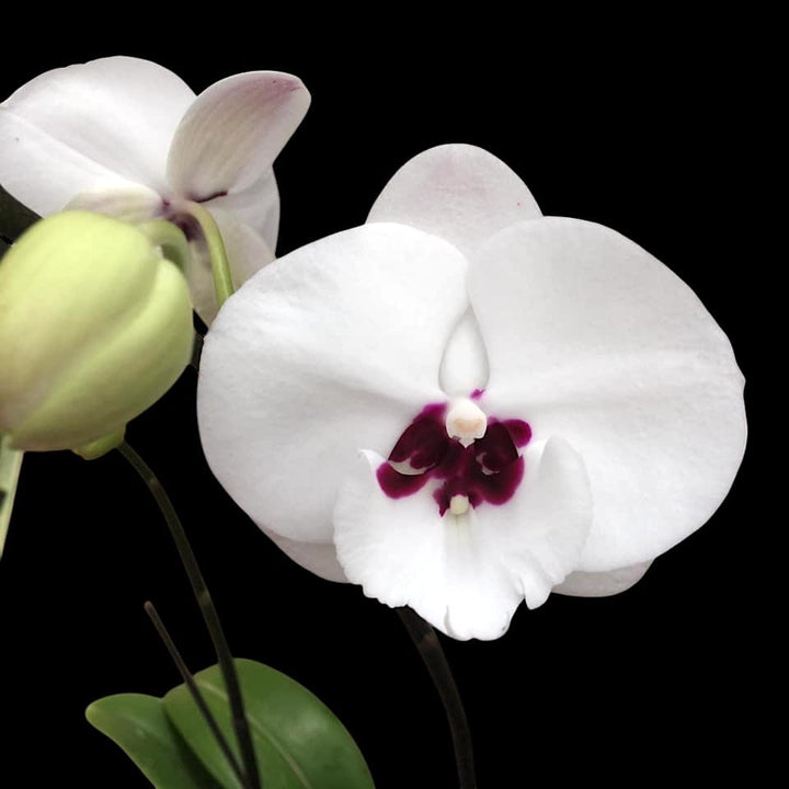 Phalaenopsis Charming Panda '1224'