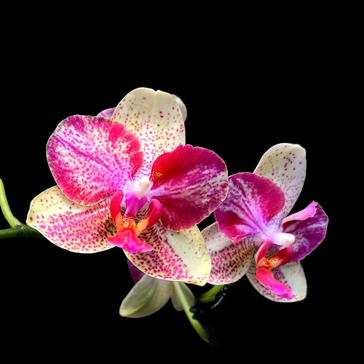 Phalaenopsis Chi-Yueh Kaleidoscope