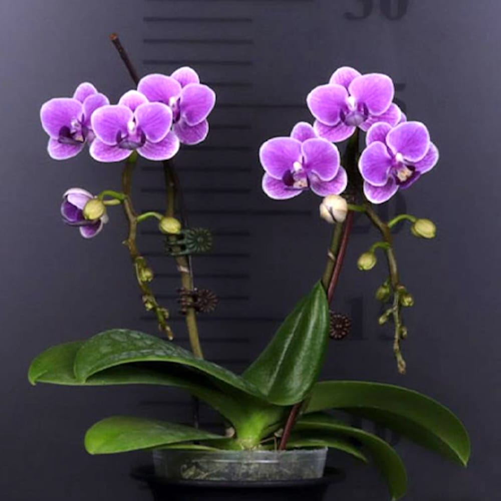 Phalaenopsis Ching Ann Minnie