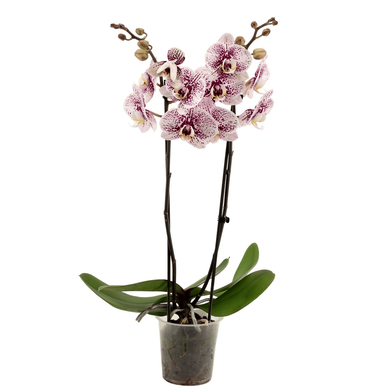 Phalaenopsis Dutch Beauty