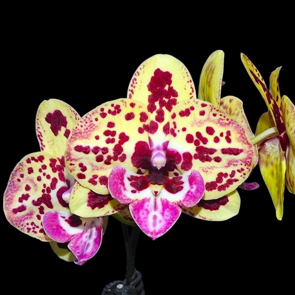 Phalaenopsis Fangmei Pretty Golden '319'