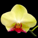 Phalaenopsis Fortune Saltzman 'Montclair'