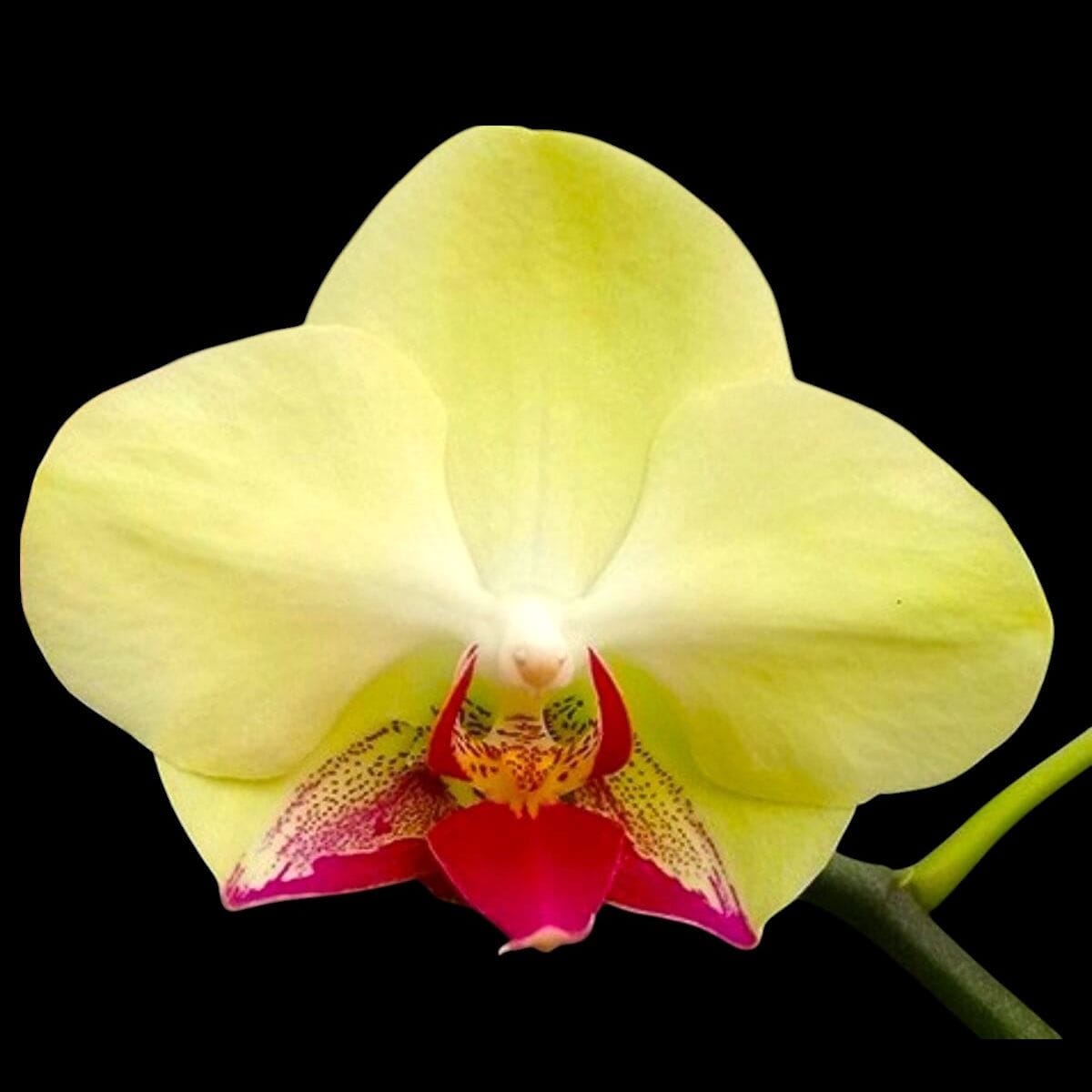 Phalaenopsis Fortune Saltzman 'Montclair'