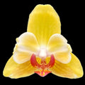Phalaenopsis Fuller's Sunset '646' (peloric)