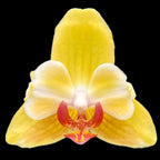 Phalaenopsis Fuller's Sunset '646' (peloric)