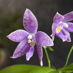 Phalaenopsis Germaine Vincent var. blue × lueddemanniana var. coerulea