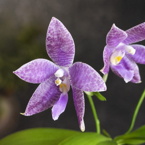 Phalaenopsis Germaine Vincent var. blue × lueddemanniana var. coerulea