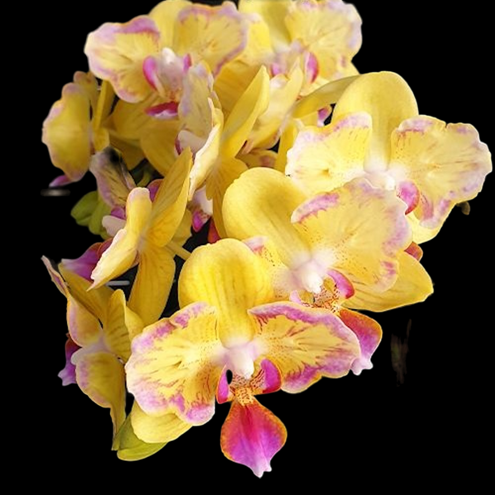 Phalaenopsis Golden Yuzu (peloric)