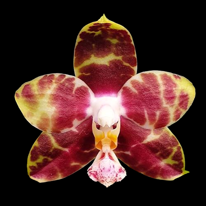 Phalaenopsis Hannover Passion