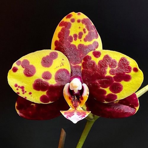 Phalaenopsis Haur Jin Princess