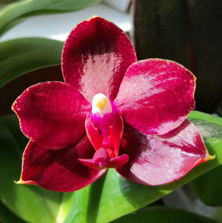 Phalaenopsis Haur Jih Fancy 'A06669'