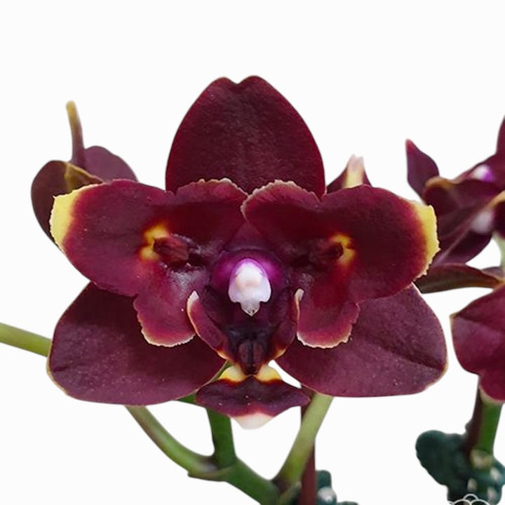 Phal. (Yaphon Green Batman × Miki Black Bat) 'Hole'