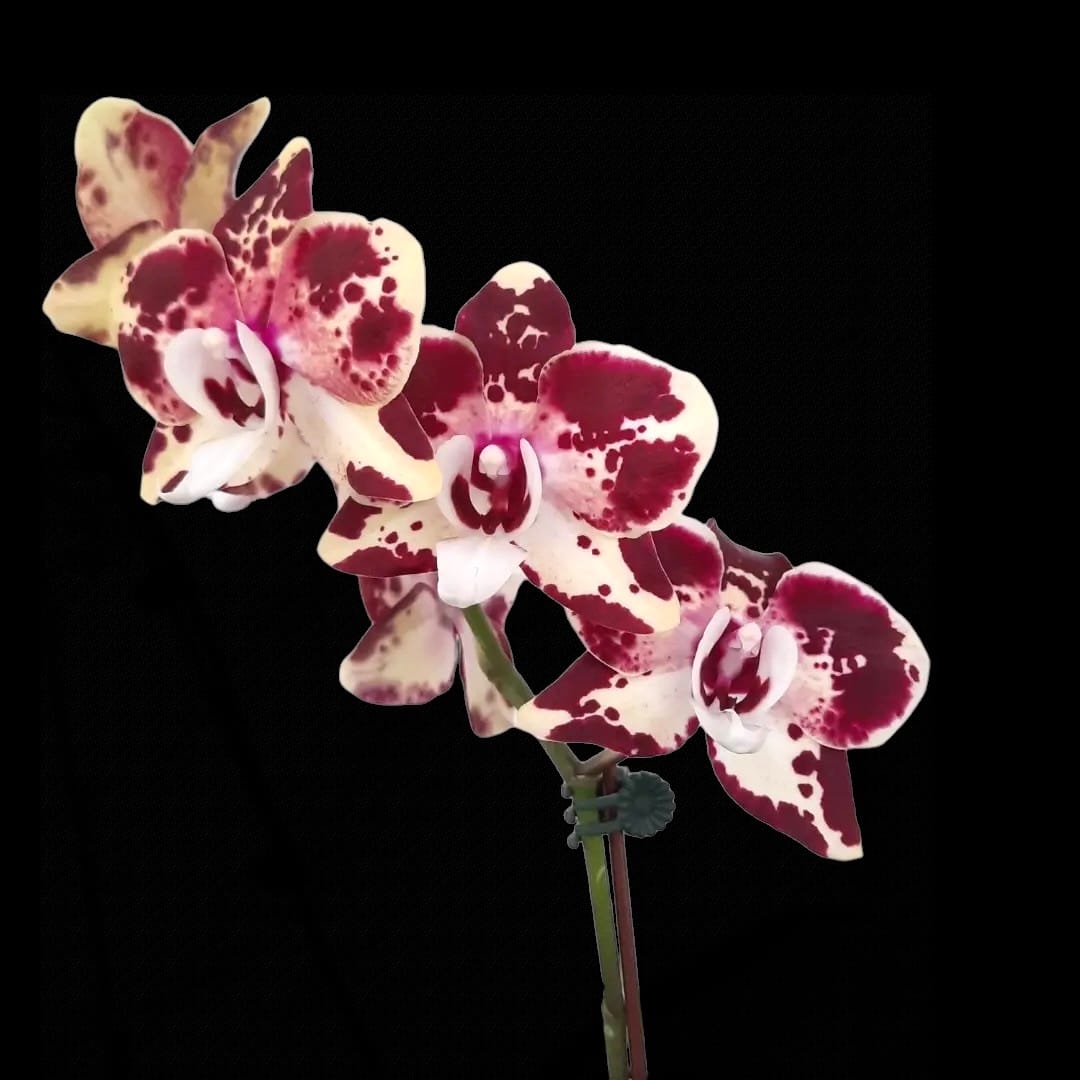 Phalaenopsis Itou