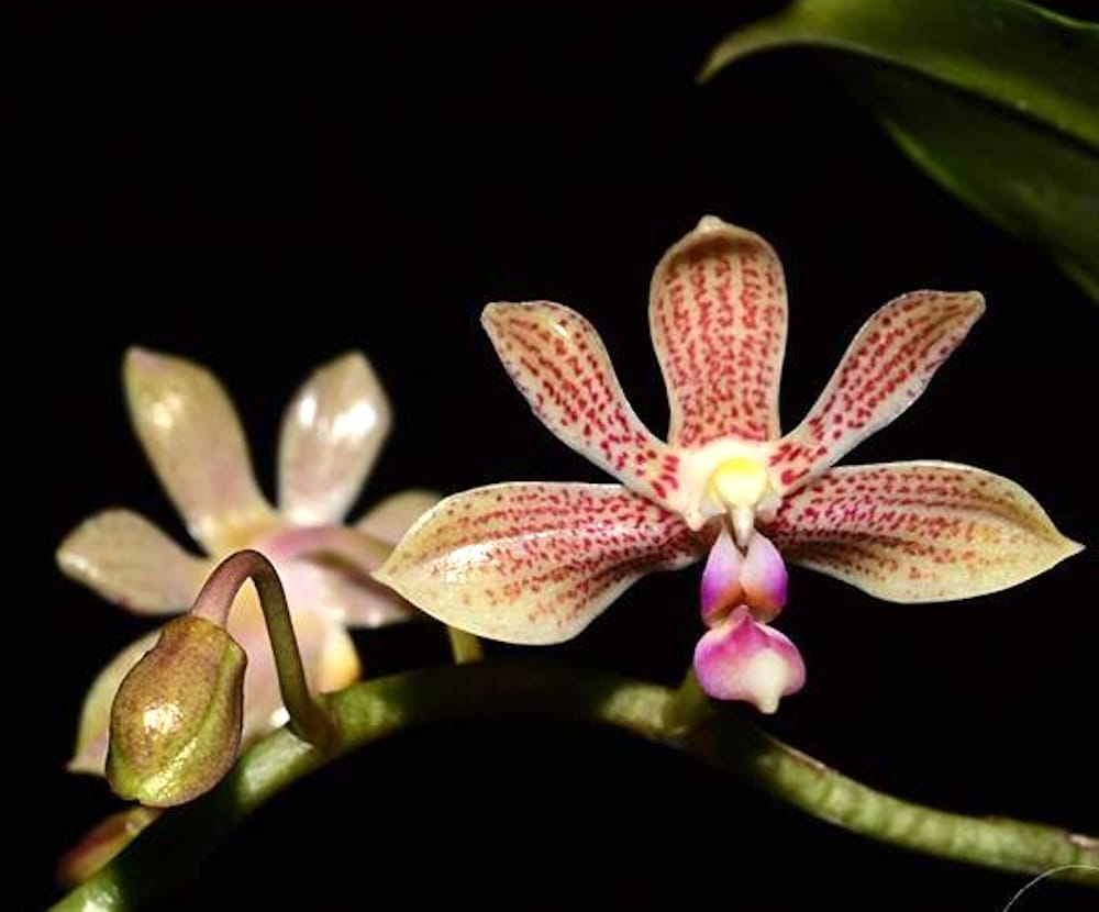 Phalaenopsis Java Mini