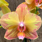 Phalaenopsis Jiuhbao Queen Diamond