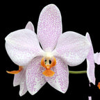 Phalaenopsis Jumbo Apo (gigantea x aphrodite)