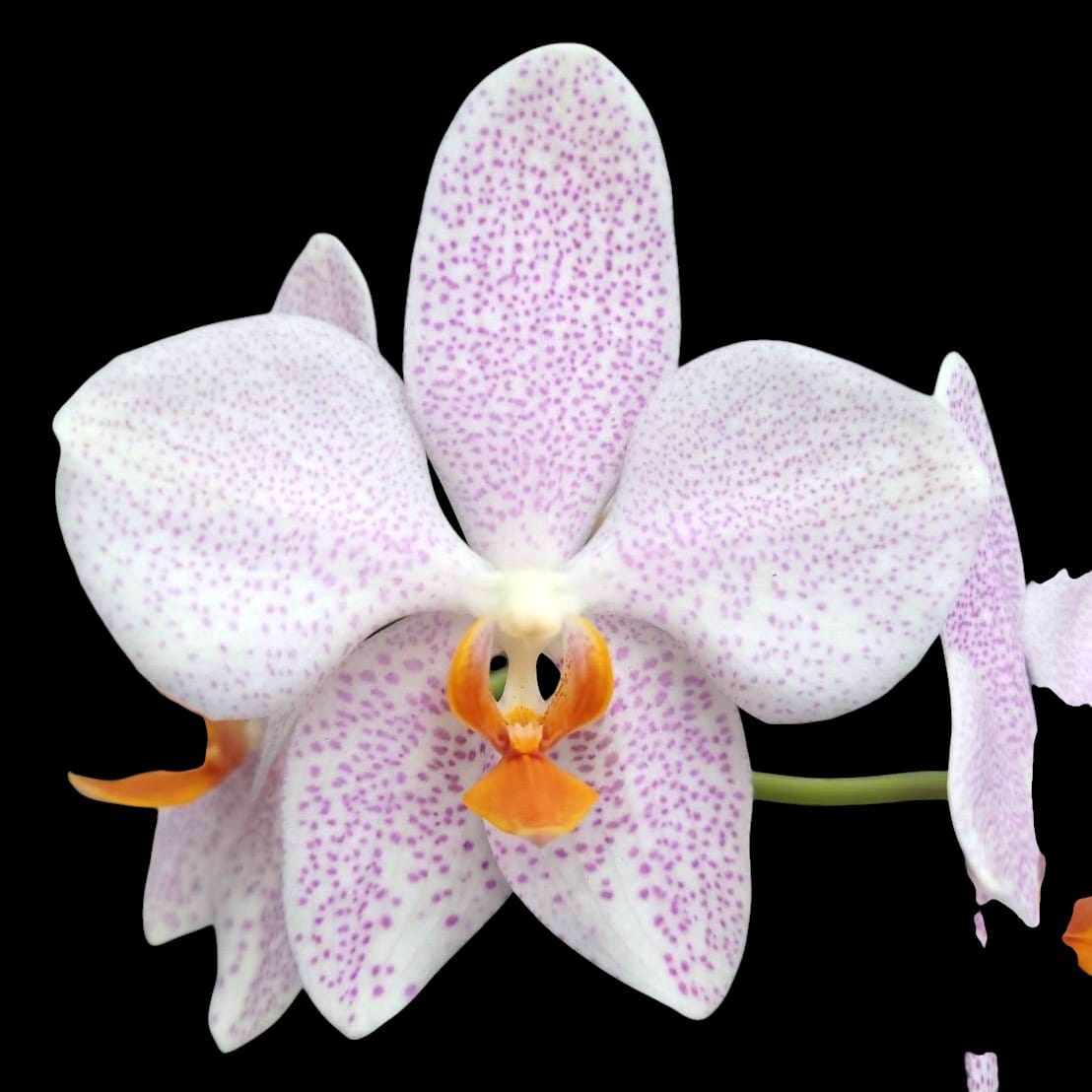 Phalaenopsis Jumbo Apo (gigantea x aphrodite)
