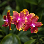 Phalaenopsis Jungo Candy