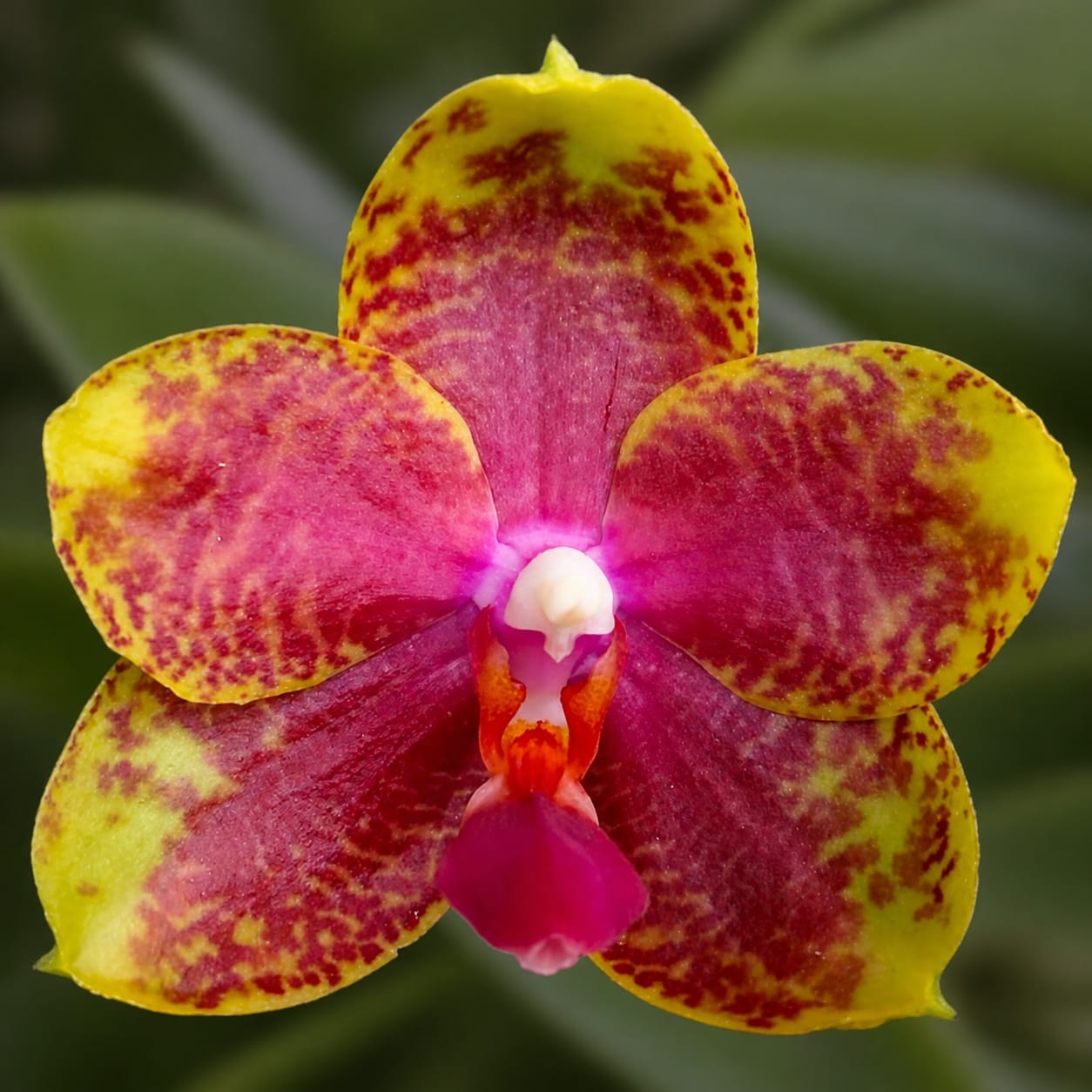 Phalaenopsis Jungo Candy