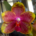 Phalaenopsis Jungo Candy