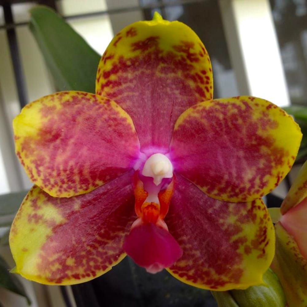 Phalaenopsis Jungo Candy