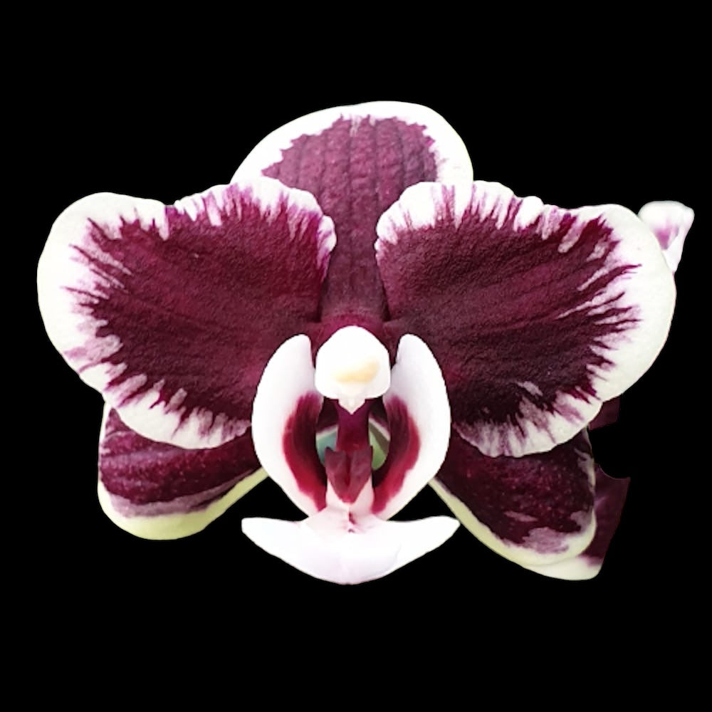 Phalaenopsis Kaoda Twinkle '362