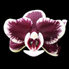 Phalaenopsis Kaoda Twinkle '362
