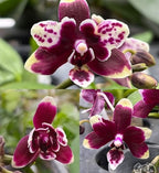 Phalaenopsis Kdares Twinkle (peloric)