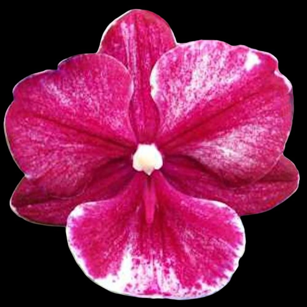 Phalaenopsis King Car Chimpanzee (Big Lip)