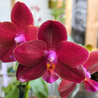 Phalaenopsis LD Sun Dragon