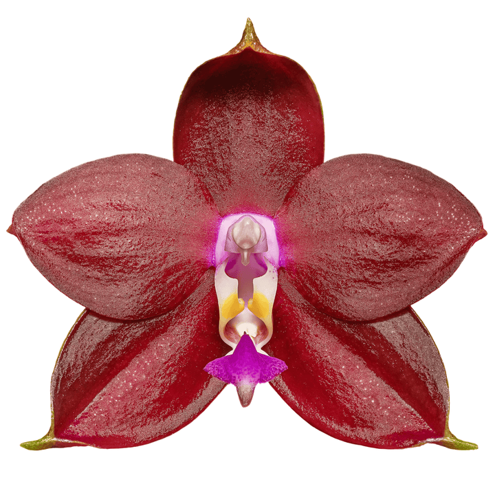 Phalaenopsis LD's Bear King