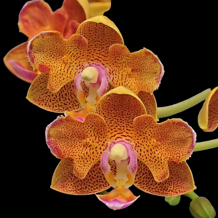 Phalaenopsis Lioulin Orange (peloric-butterfly)