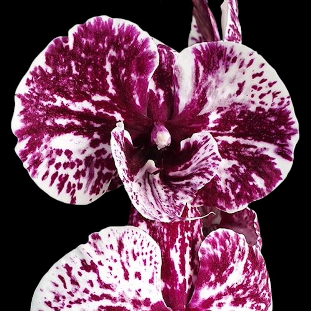 Phalaenopsis Lioulin Pretty Lip '04001' (Black)