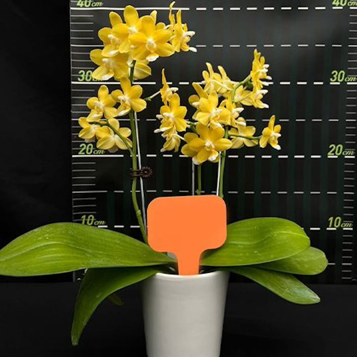 Phalaenopsis Lioulin L Stars