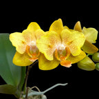 Phalaenopsis Little Emperor '560' (peloric - butterfly)