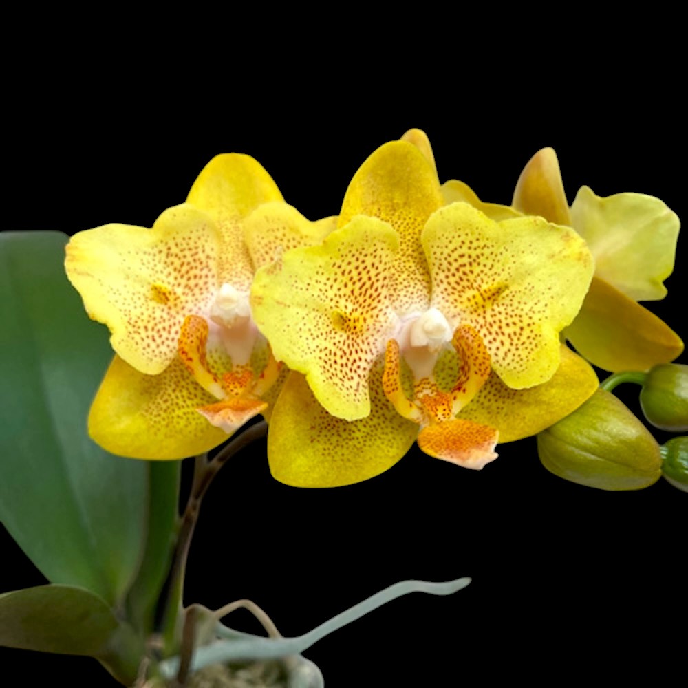 Phalaenopsis Little Emperor '560' (peloric - butterfly)