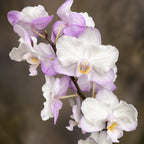Phalaenopsis Liu's Sakura