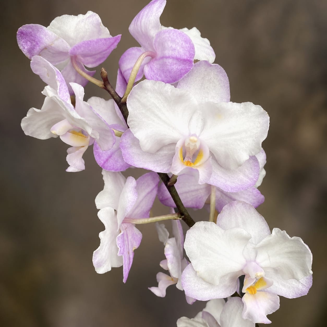 Phalaenopsis Liu's Sakura