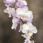 Phalaenopsis Liu's Sakura